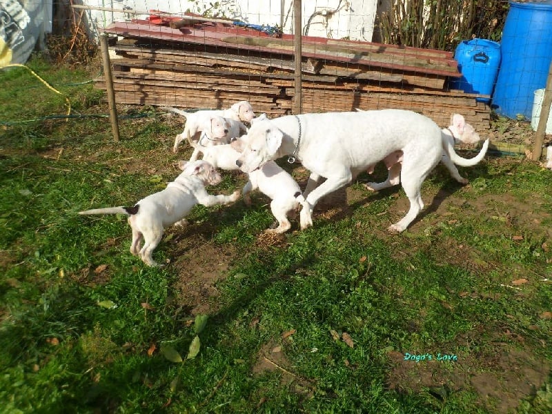 dogo's love - Dogo Argentino - Portée née le 07/10/2016