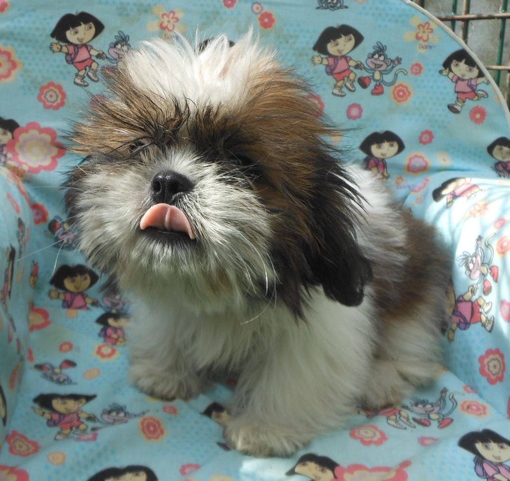 Chiot Shih Tzu Pequelet des verdieres