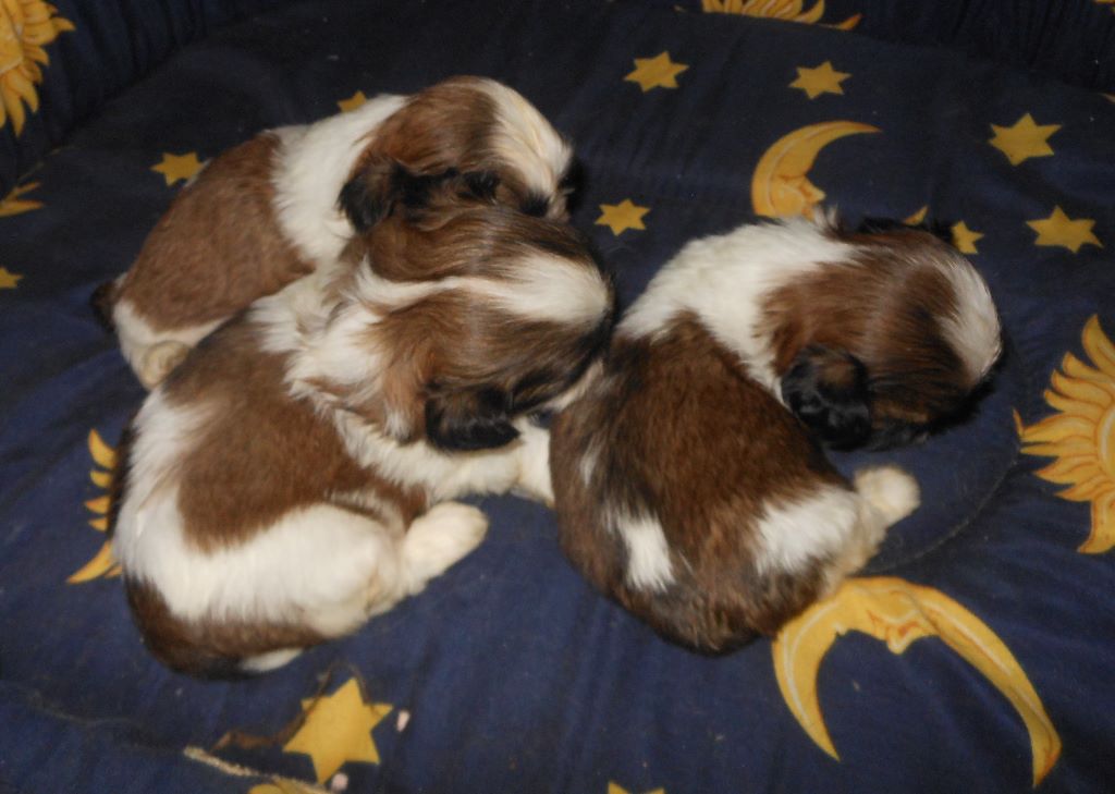 Chiot Shih Tzu Pequelet des verdieres