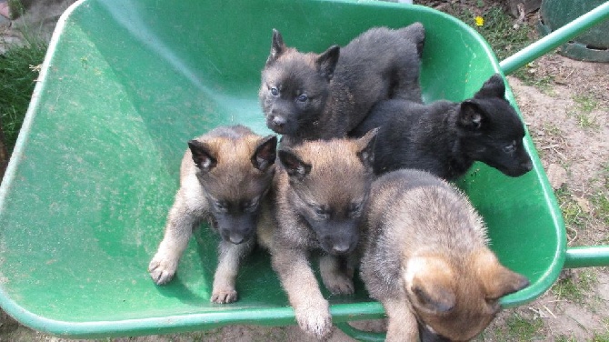 des loups modernes - Les chiots d'Elvir et Garou ont 5 semaines.