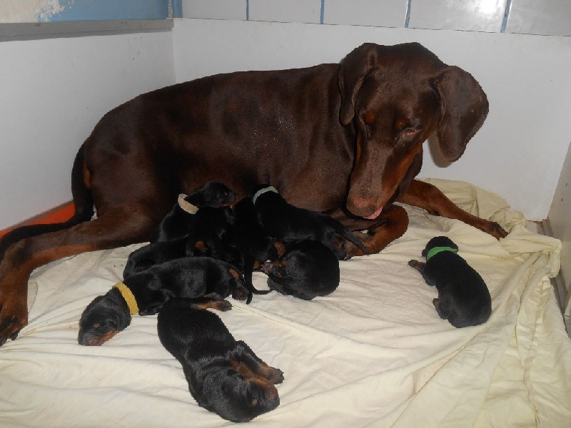 Chiot Dobermann des Plateaux de Feu