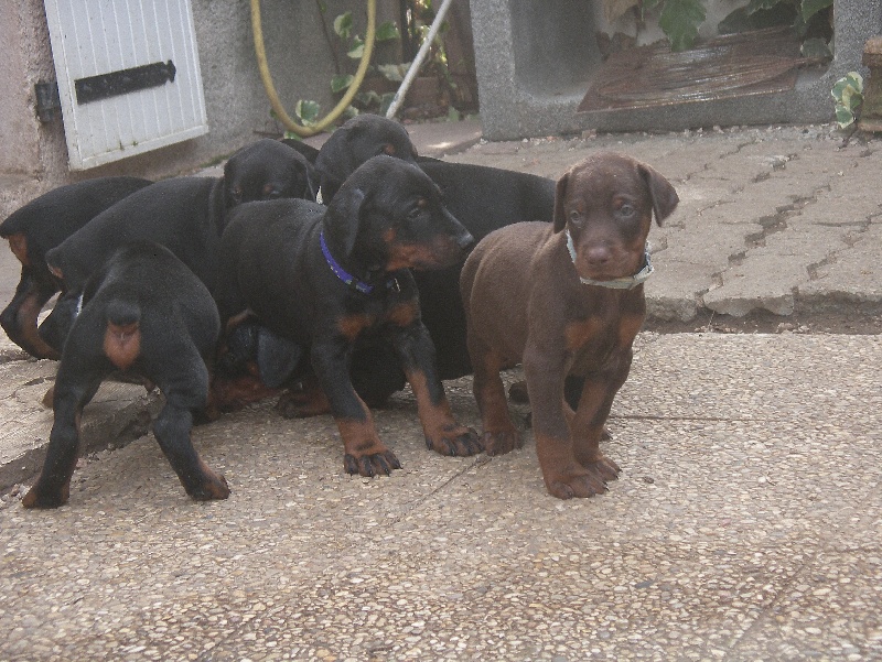 des Plateaux de Feu - Dobermann - Portée née le 25/09/2009