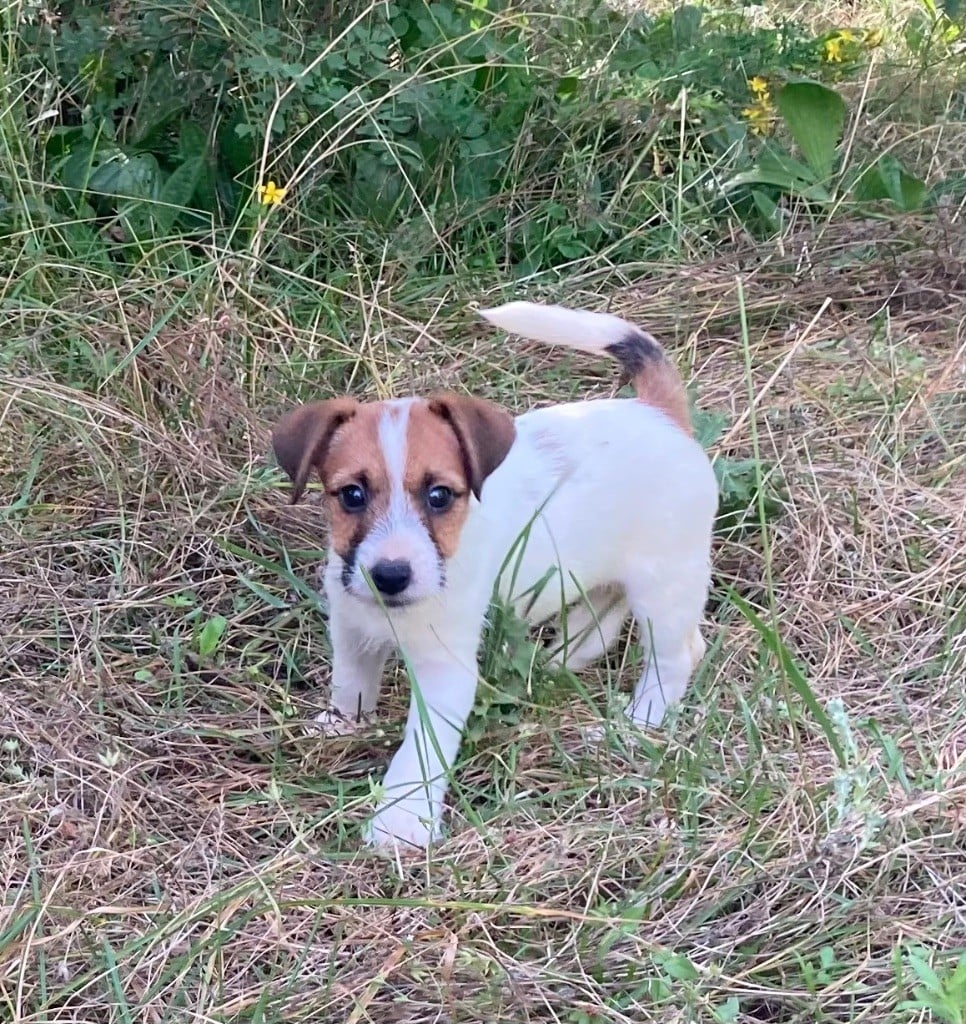 du domaine de Dalfinat - Chiots disponibles - Jack Russell Terrier