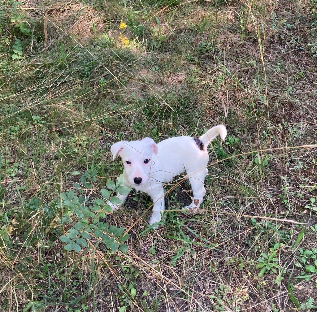 du domaine de Dalfinat - Chiots disponibles - Jack Russell Terrier