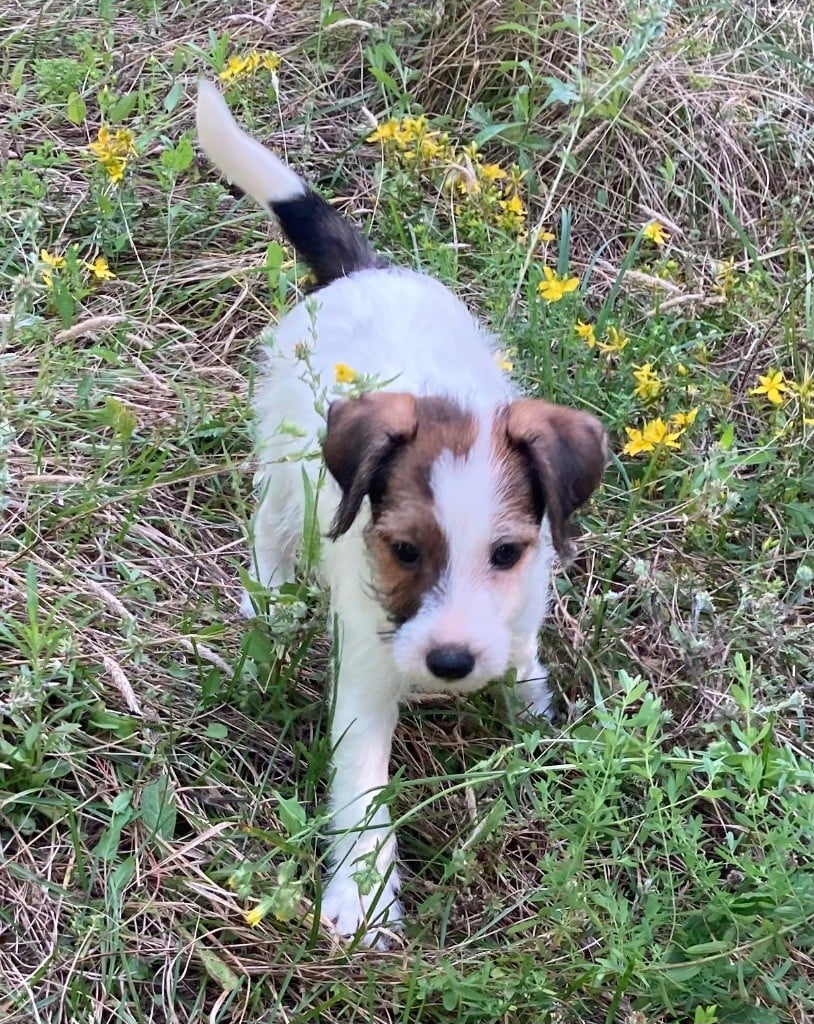 du domaine de Dalfinat - Chiots disponibles - Jack Russell Terrier