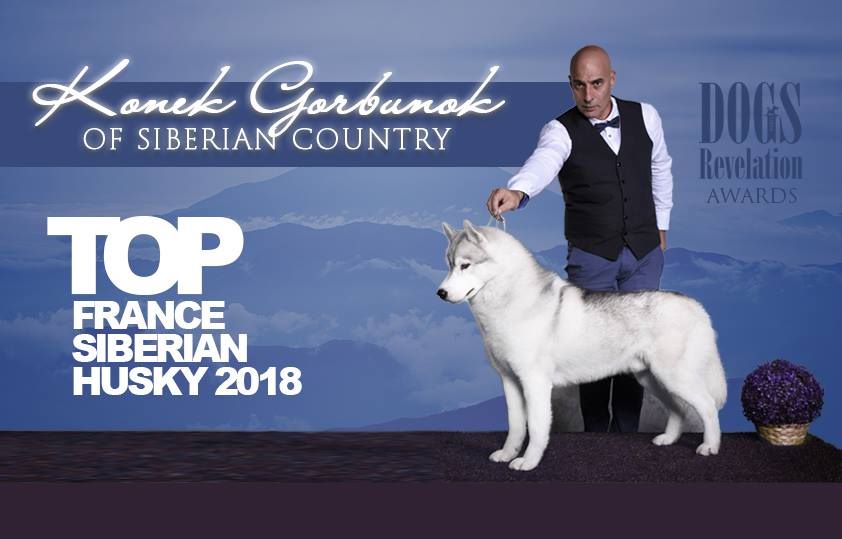 Bloodsnow - TOP SIBERIAN HUSKY FRANCE 2018 (By Dogs Revelation)