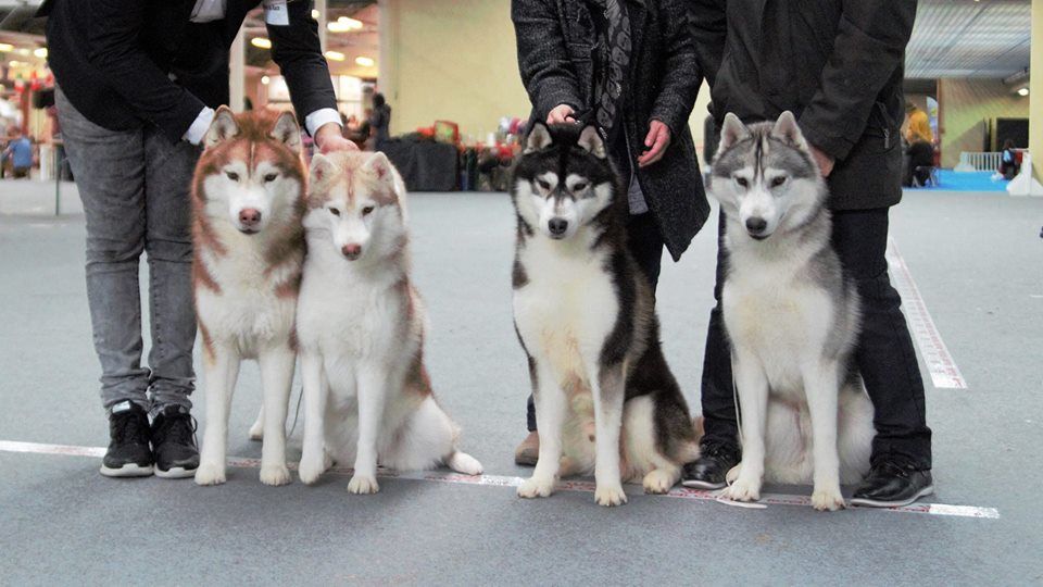 Bloodsnow - CACIB Valence Specialty Show