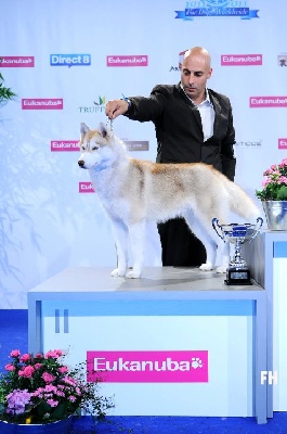 Bloodsnow - Championnat de France et World Dog Show Paris