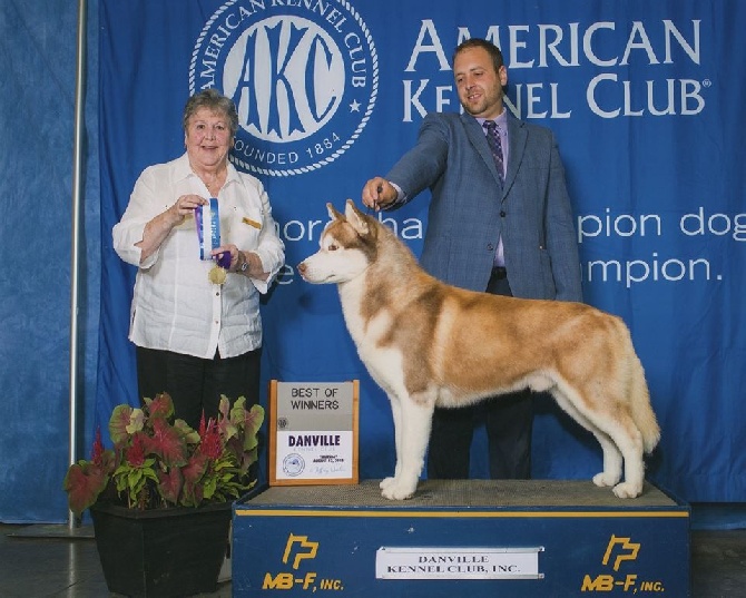 Bloodsnow - Mike devient Champion des Etats Unis (AKC)