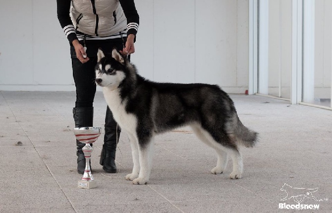 Bloodsnow - CACIB Perpignan