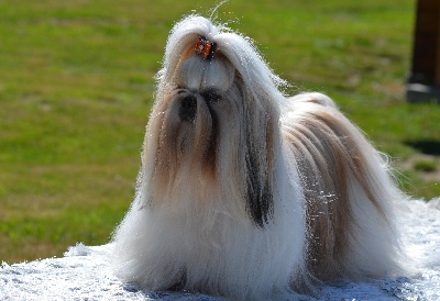 du lac de Cupidon - exposition canine le 29 juillet 2012