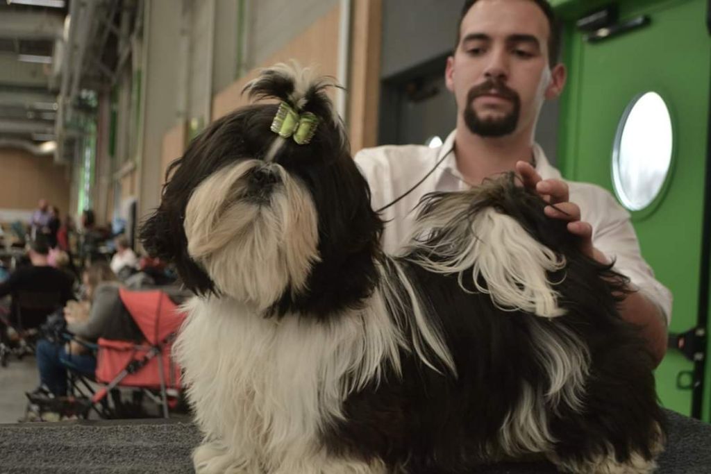 du lac de Cupidon - Exposition paris dog show Hellou's pour u. Flirt avec toi