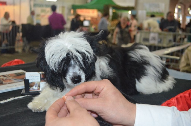 du lac de Cupidon - résultats Marmande de nôtre petite chienne chinoise houpette