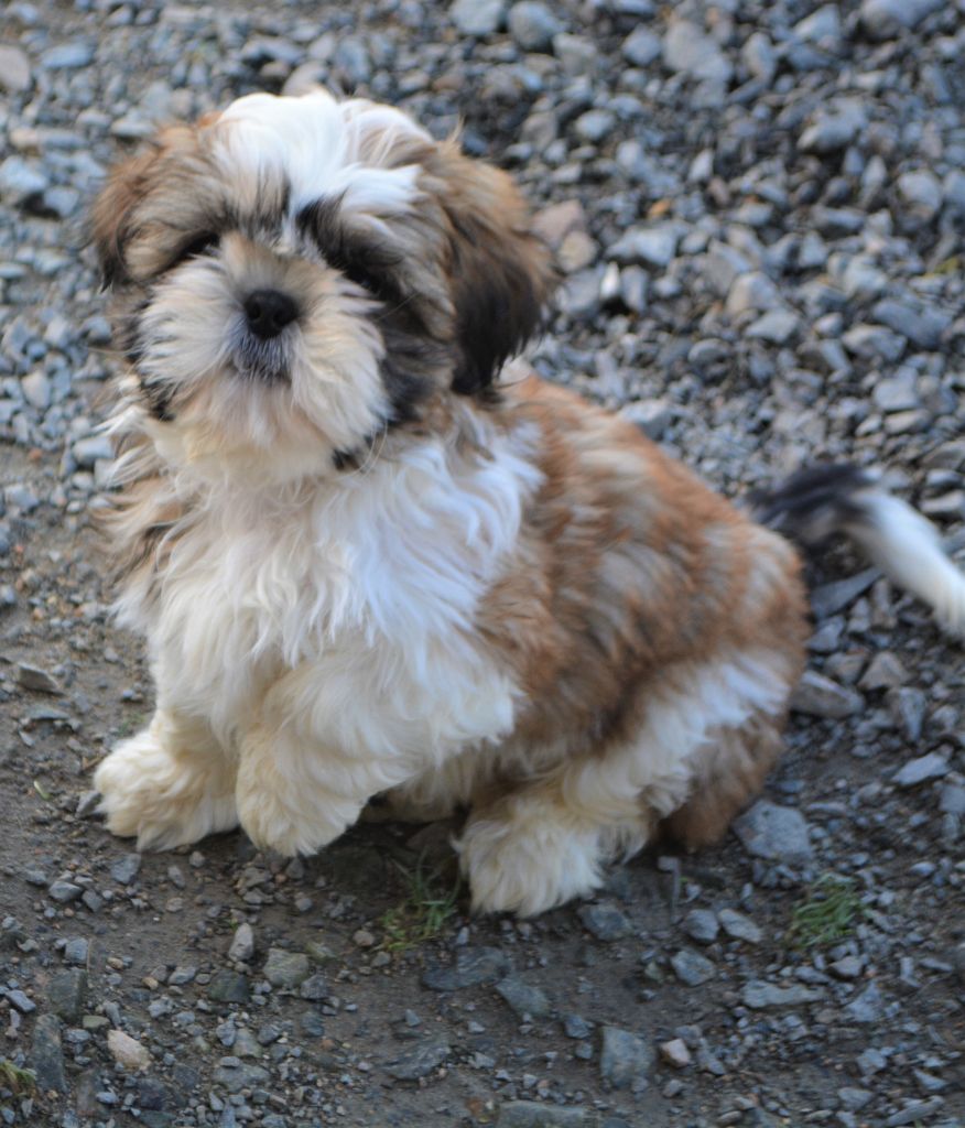 du lac de Cupidon - Shih Tzu - Portée née le 12/11/2019