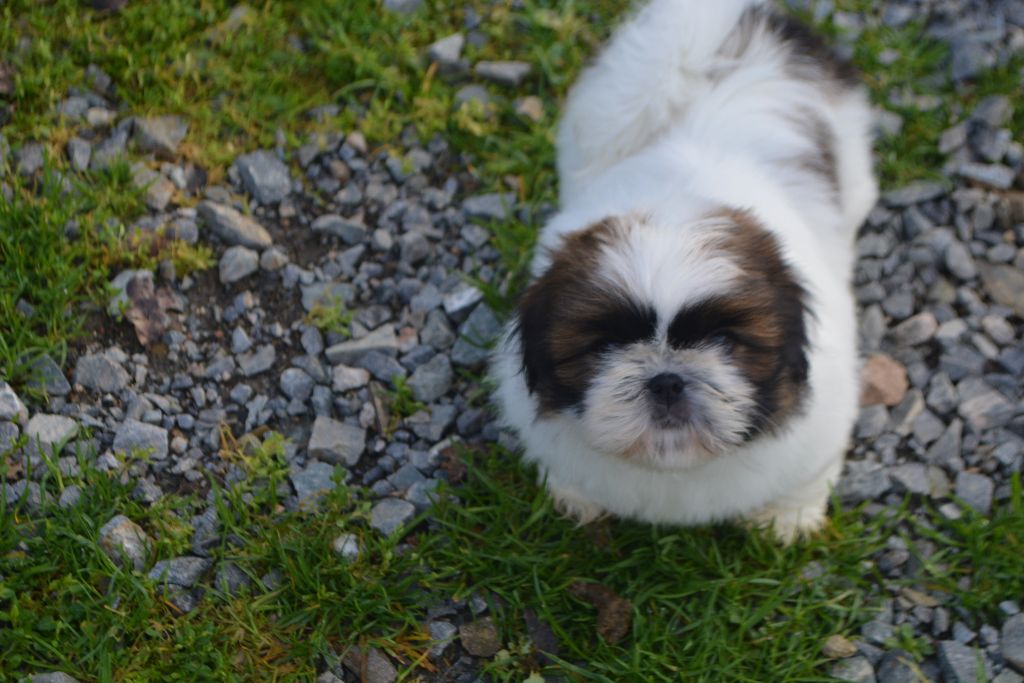 du lac de Cupidon - Shih Tzu - Portée née le 04/11/2019