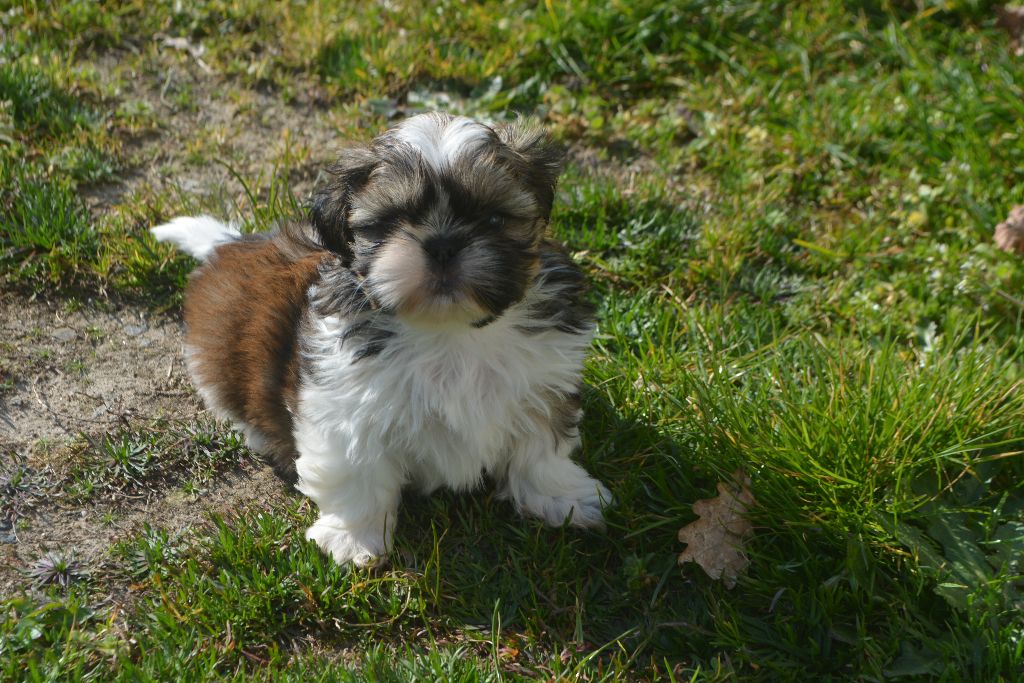 du lac de Cupidon - Shih Tzu - Portée née le 22/01/2021