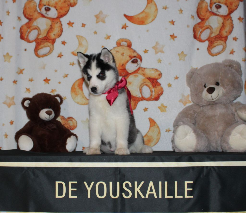 de Youskaille - Chiots disponibles - Siberian Husky