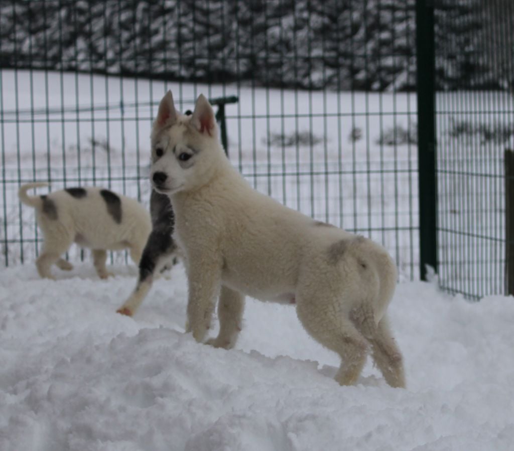 de Youskaille - Chiots disponibles - Siberian Husky