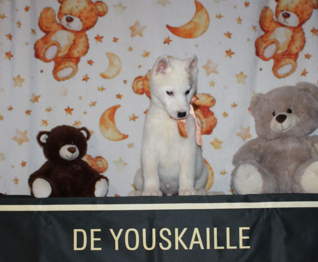 de Youskaille - Chiots disponibles - Siberian Husky