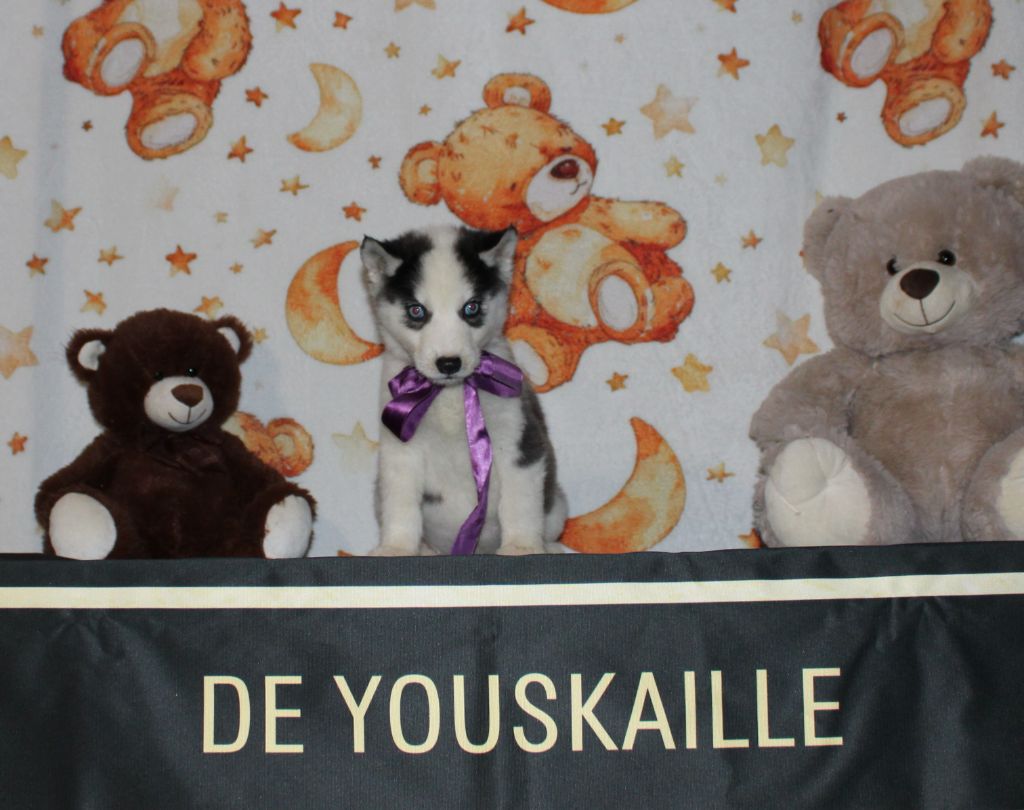 de Youskaille - Chiots disponibles - Siberian Husky