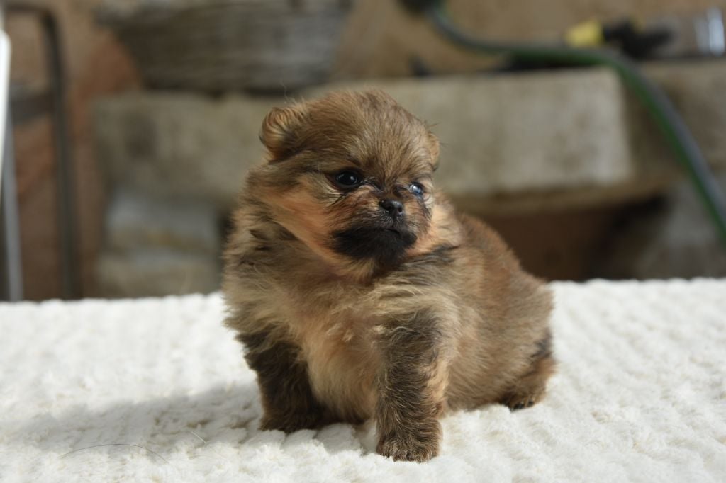 de lou pastre d'aqui - Chiots disponibles - Spitz allemand