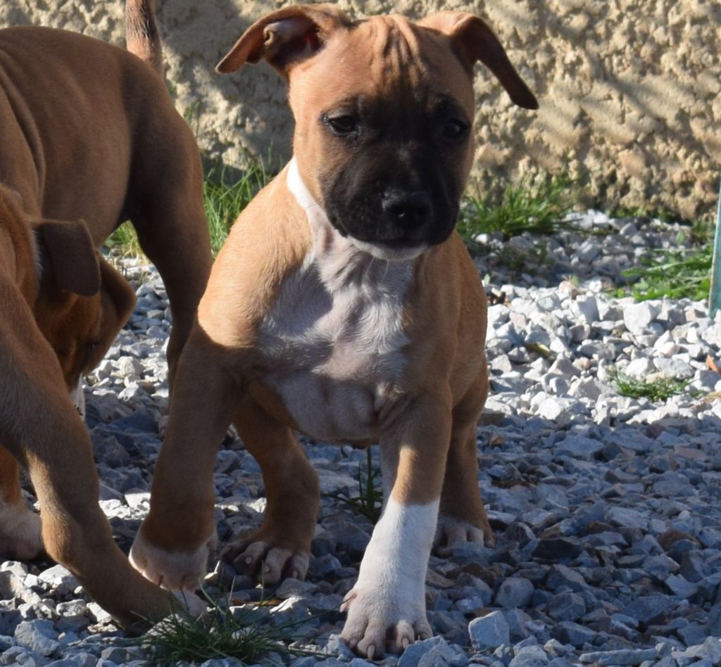 Des lys de solas - American Staffordshire Terrier - Portée née le 17/08/2023