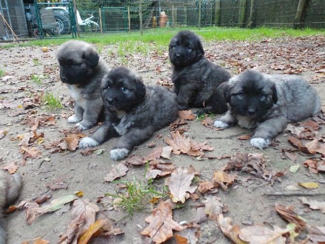 du chemin de l'aigle - naissance des chiots