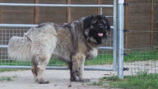 Naissance de chiots