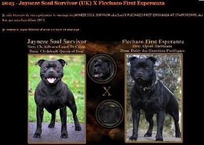 Staffordfire - Jayneze Soul Survivor (UK) X Flechazo First Esperanza 