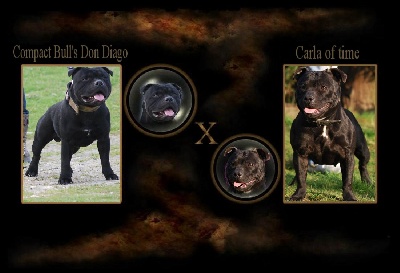 Staffordfire - Compact Bull's Don Diago X Carla Of Time