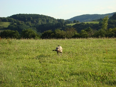 du Bois Grandjeu - polminhac 2010