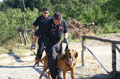 de l'antre de l'ours - resultat Gringo dans la gendarmerie italienne