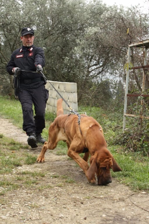 Recherche gendarmerie Italienne