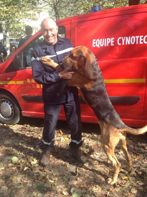 de l'antre de l'ours - Hélios chien pompier Haute vienne