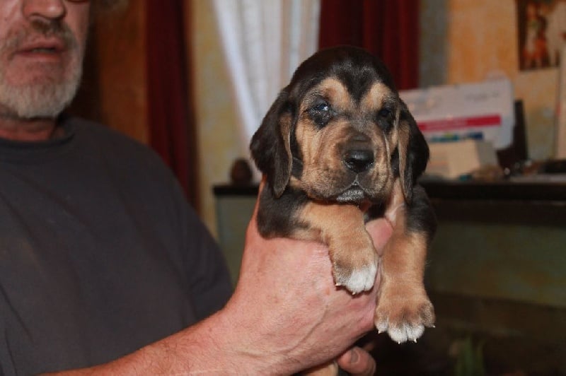 de l'antre de l'ours - Chien de Saint-Hubert - Portée née le 04/10/2015