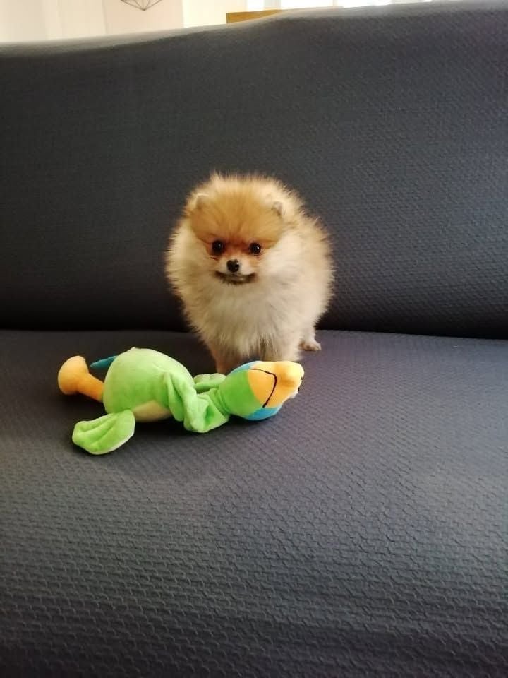 des Cherihuas - joli male spitz orange nain