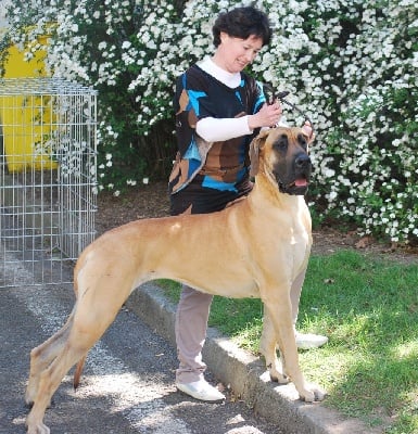 des Alans d'or du Val de Tara - exposition canine internationale Saint Brieuc