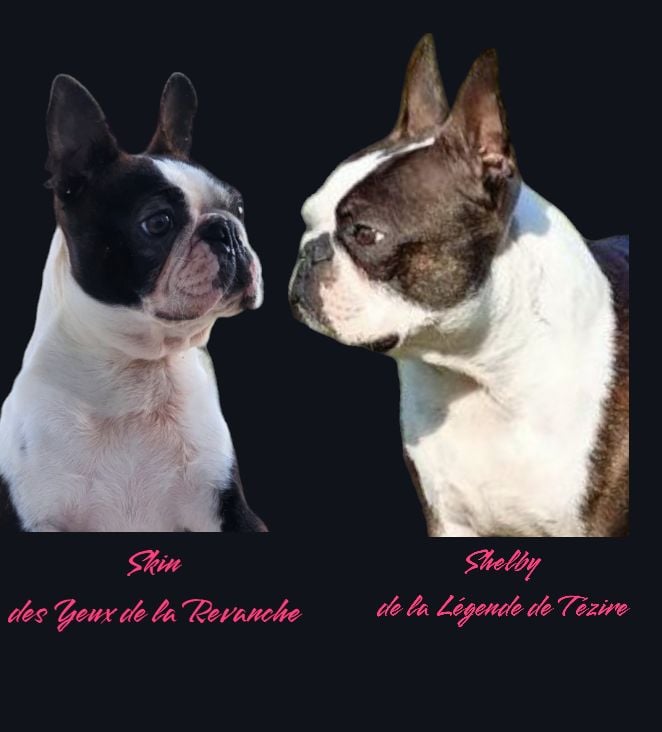 des Yeux de la Revanche - Chiots Boston Terrier