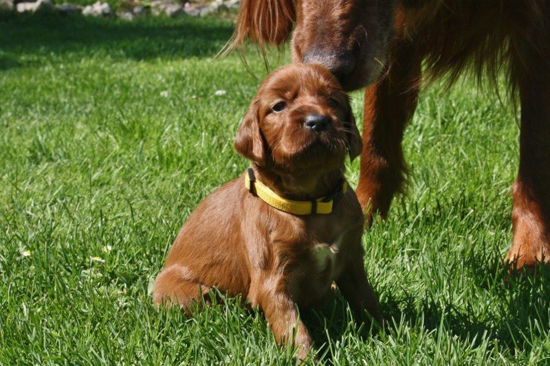 du Jardin de Malestroit - Setter irlandais rouge - Portée née le 20/03/2014