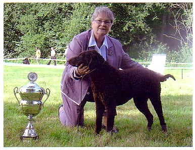 Du pays fort - Des chiots CURLY COATED RETRIEVER sont attendus à partir du 31 aout, q