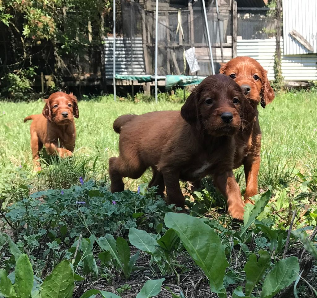 Chiot Setter irlandais rouge de Caramels