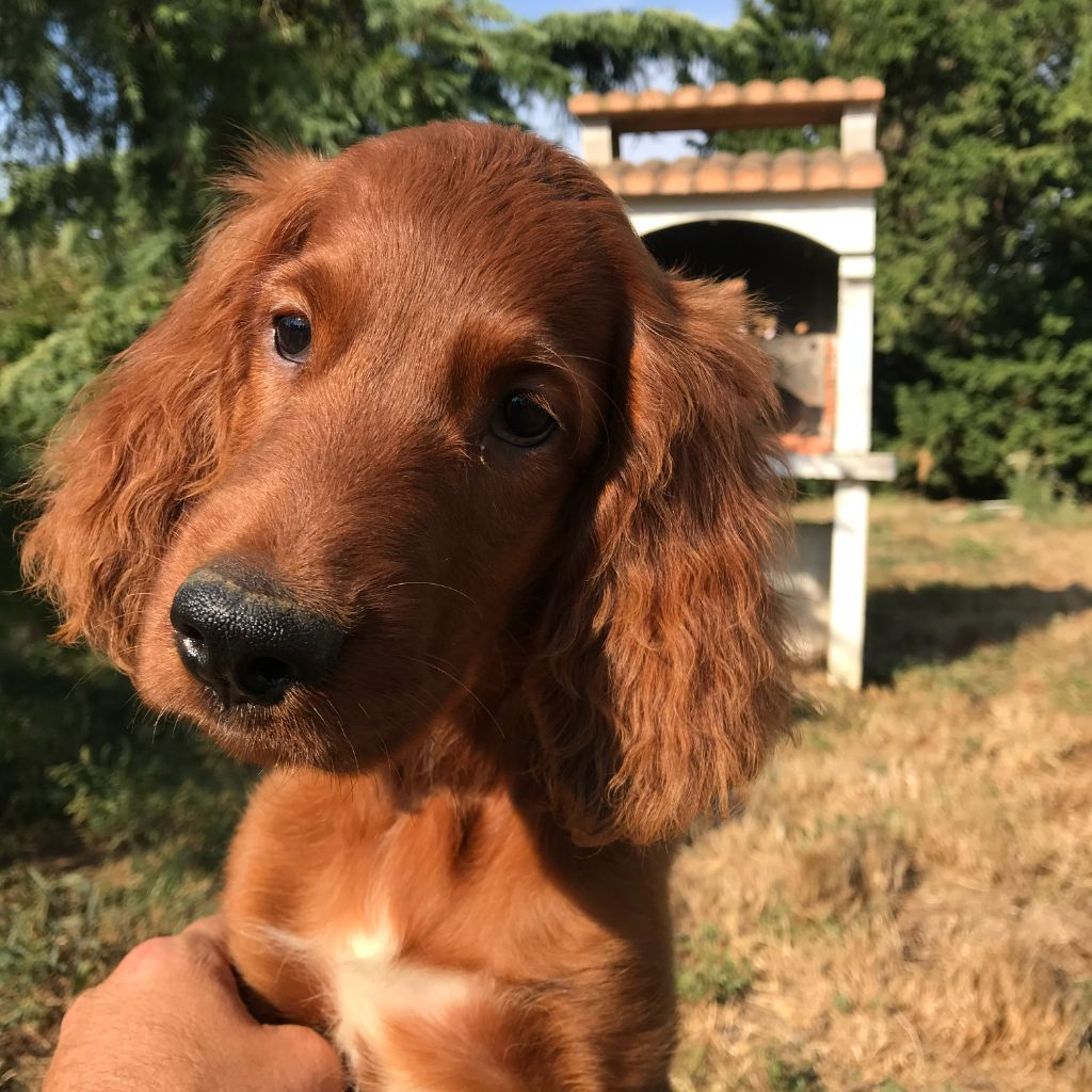 de Caramels - Chiots disponibles - Setter irlandais rouge