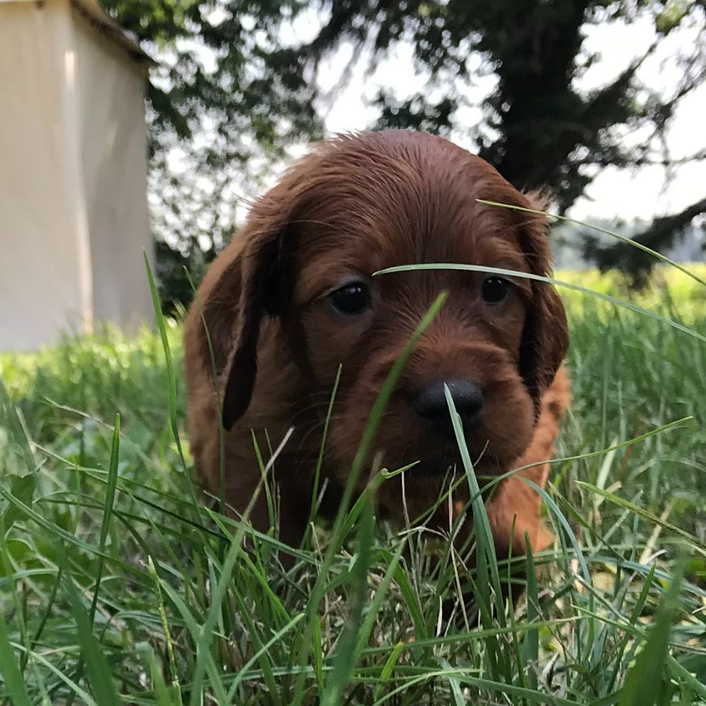 de Caramels - Chiots disponibles - Setter irlandais rouge