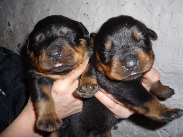 des gardiens du kirchberg - Rottweiler - Portée née le 08/02/2013