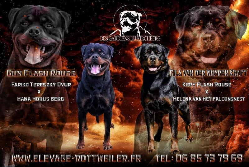 des gardiens du kirchberg - Rottweiler - Portée née le 01/01/2016