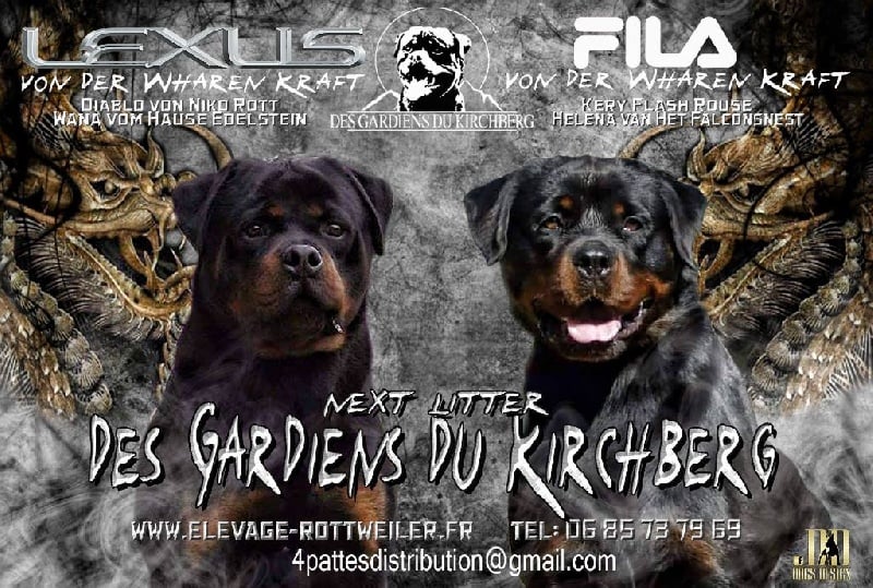 des gardiens du kirchberg - Rottweiler - Portée née le 27/09/2016