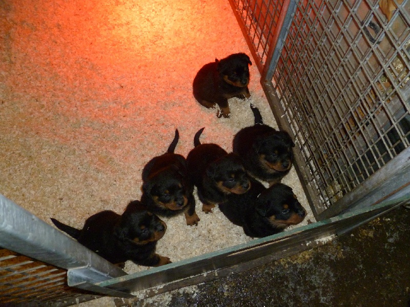 des gardiens du kirchberg - Rottweiler - Portée née le 05/12/2011