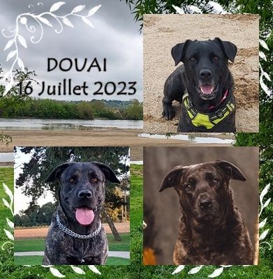 des sources de Boisloup - EXPOSITION CANINE INTERNATIONALE DE DOUAI