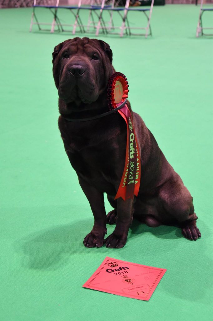 du grain de beauté - CRUFTS 2018