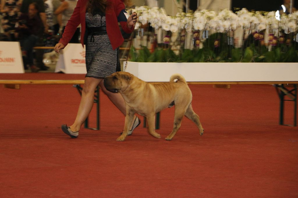 du grain de beauté -  Meijerij show 2018 CACIB